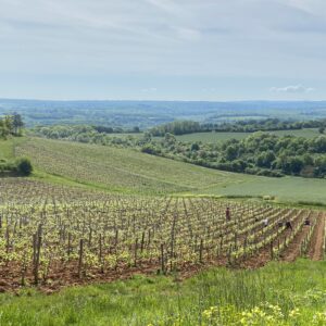 vignoble de vézelay